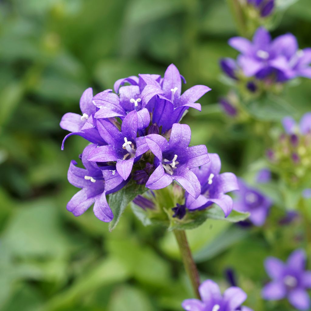 Campanula glomerata Superba