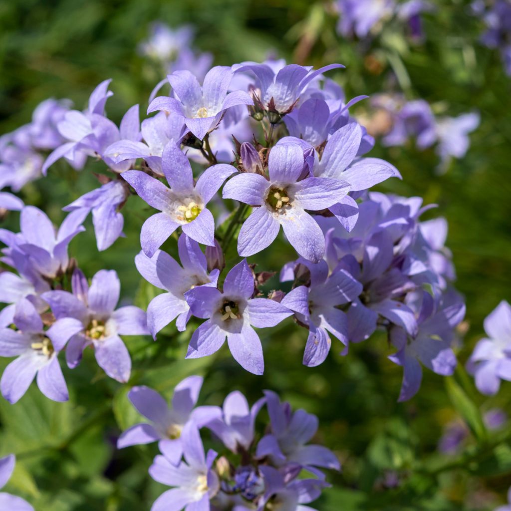 Campanula glomerata Superba