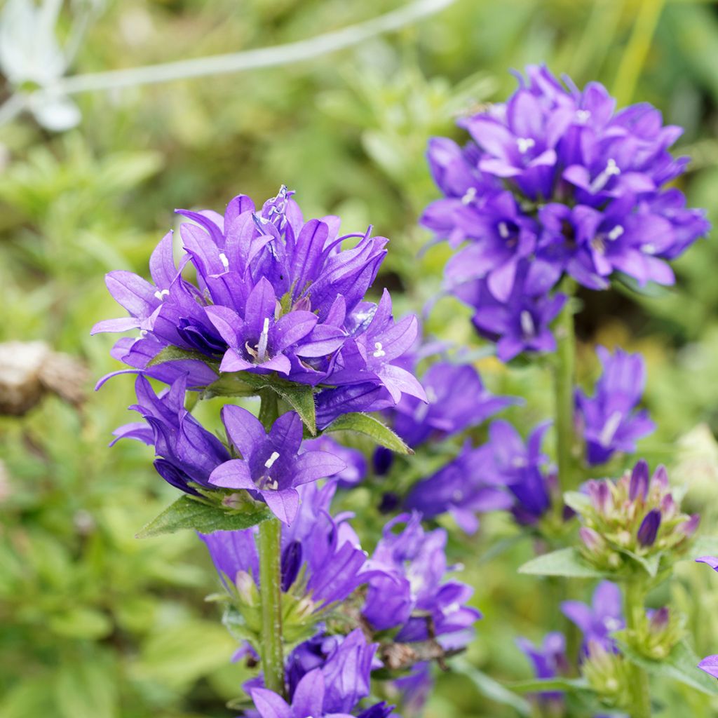 Campanula glomerata Superba