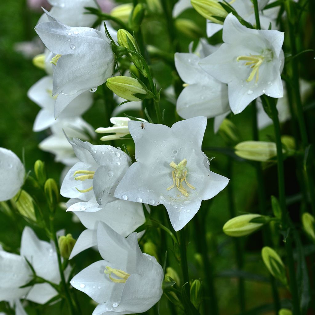 Campanula persicifolia Alba