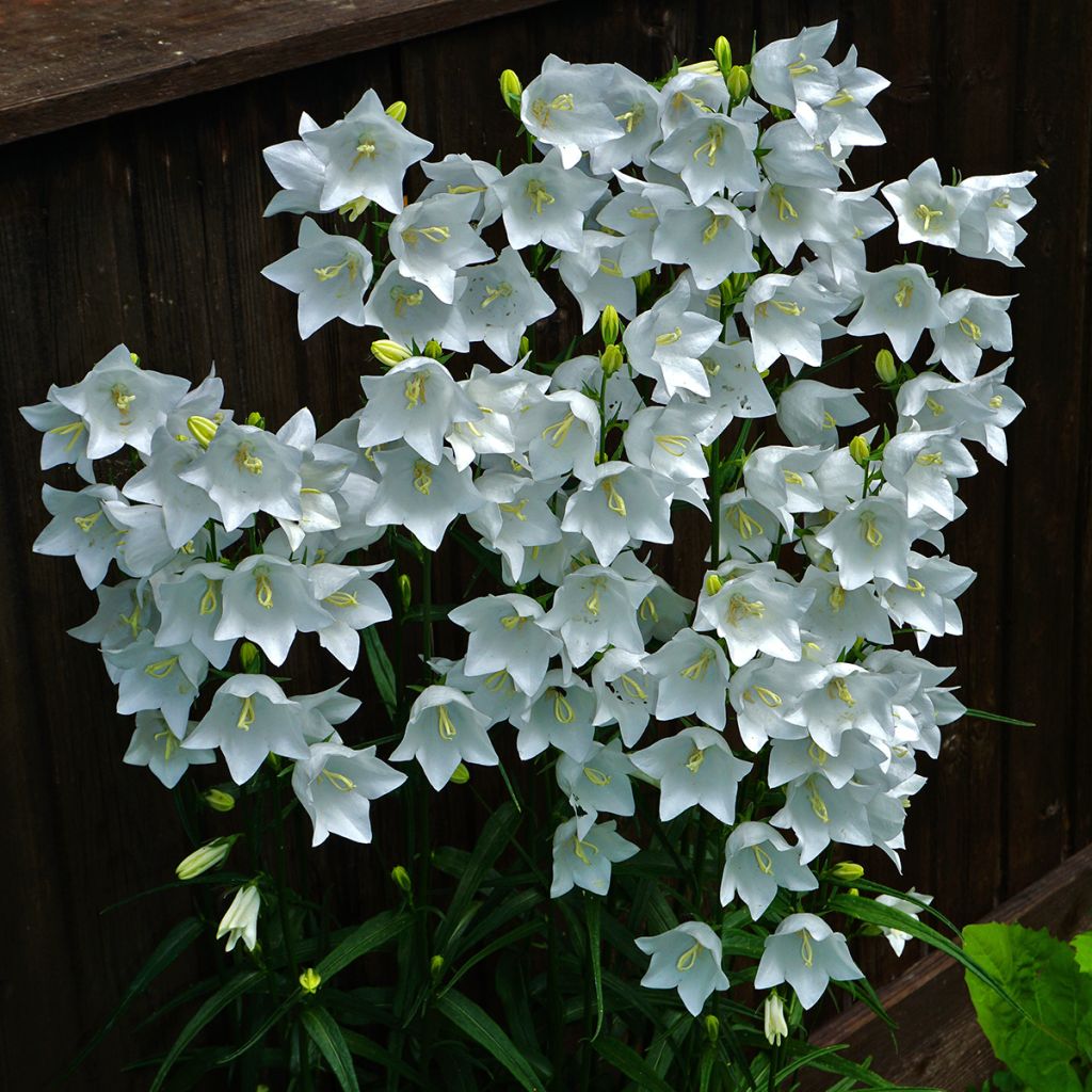 Campanula persicifolia Alba