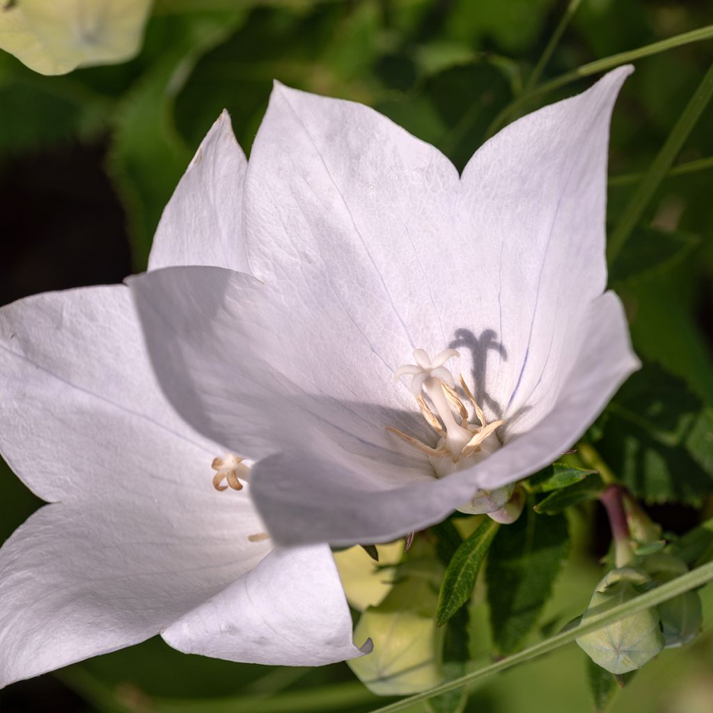 Campanula persicifolia Alba