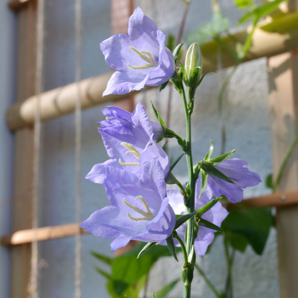 Campanula persicifolia