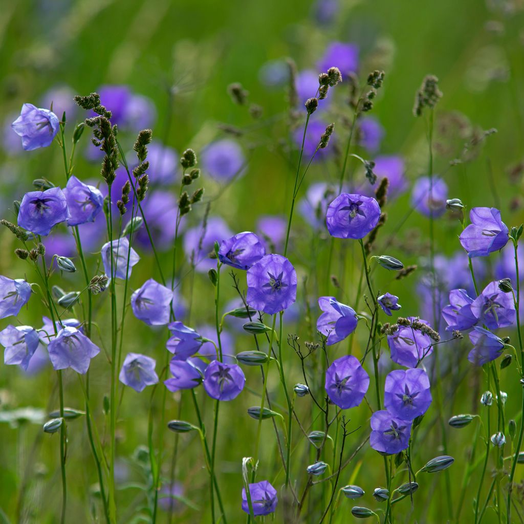 Campanula persicifolia