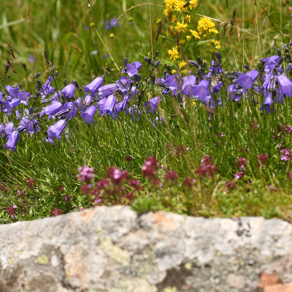 Campanula persicifolia