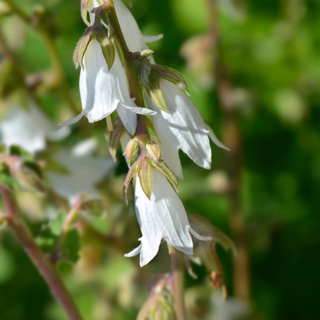 Campanula alliariifolia