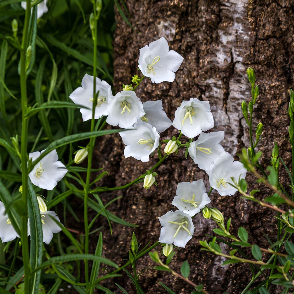 Campanula carpatica Alba