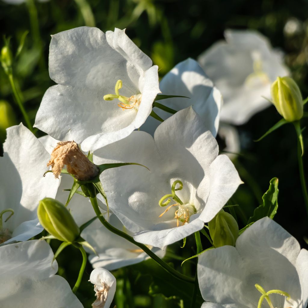 Campanula carpatica Alba