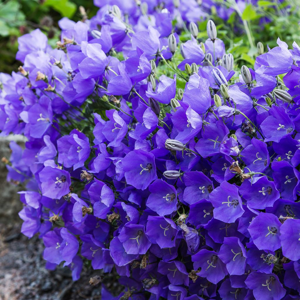 Campanula carpatica