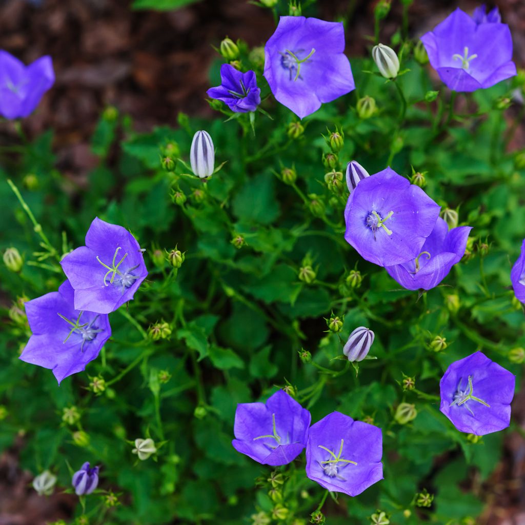 Campanula carpatica