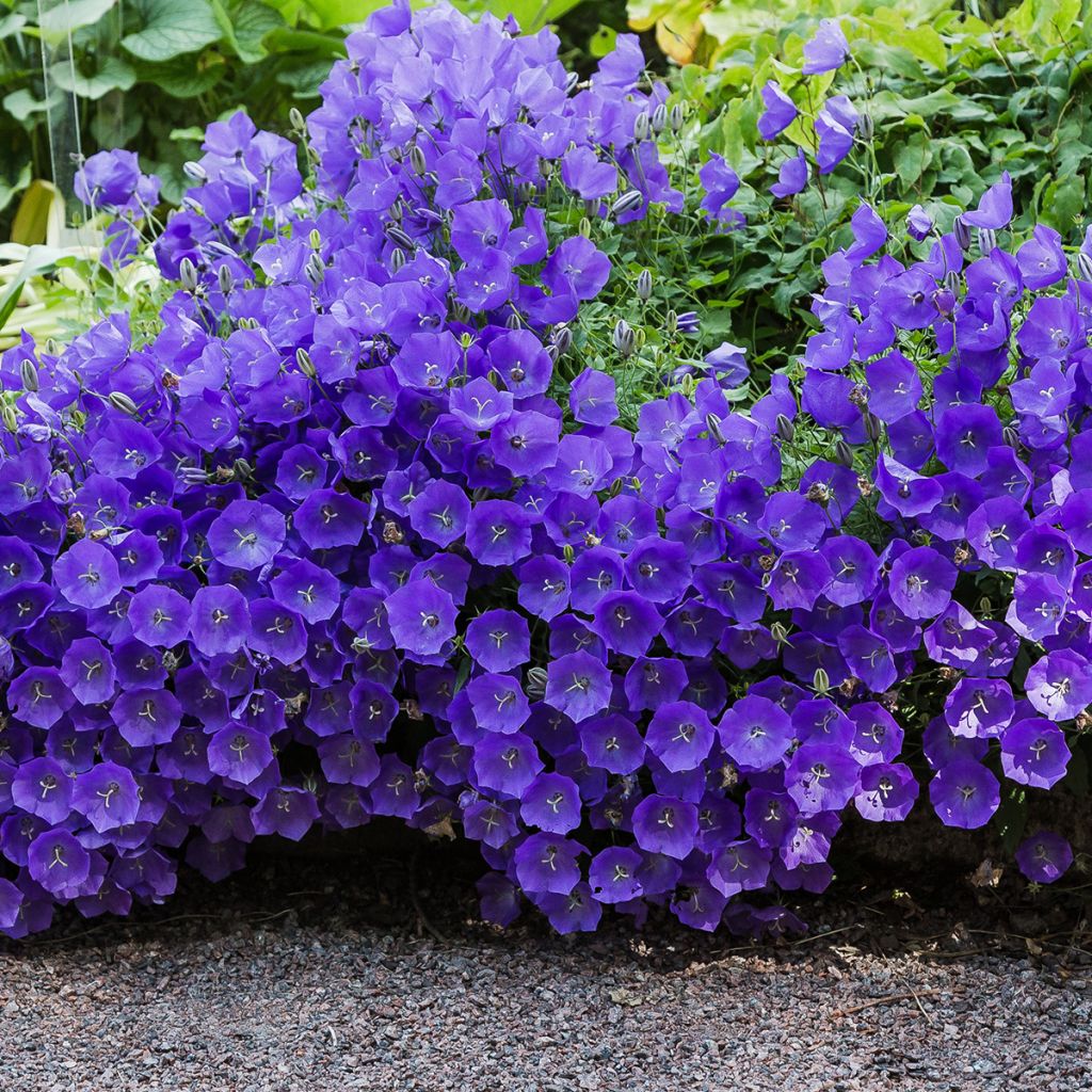 Campanula carpatica