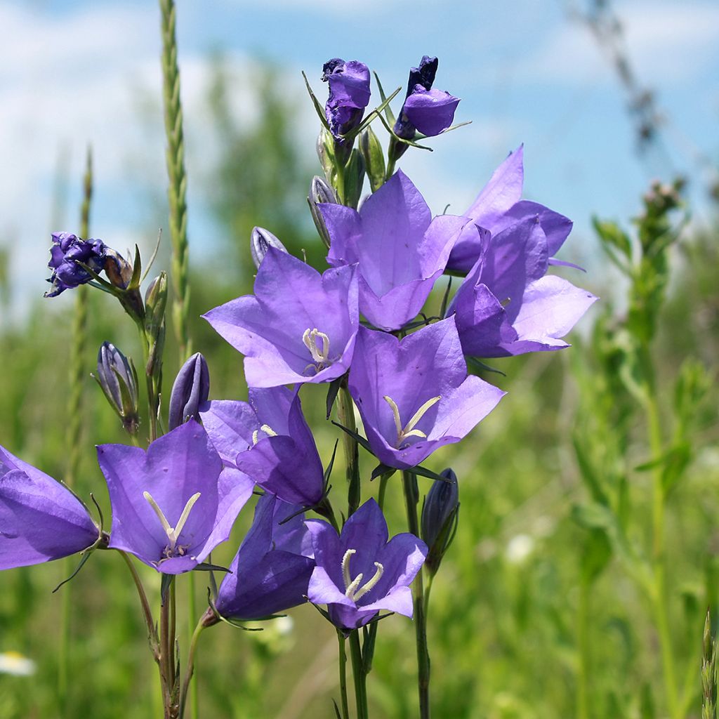 Campanula carpatica