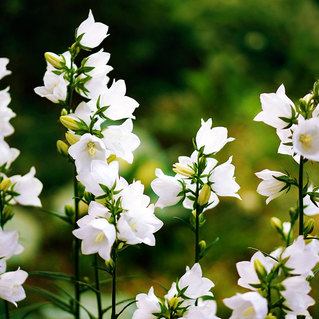 Campanula carpatica White Clips