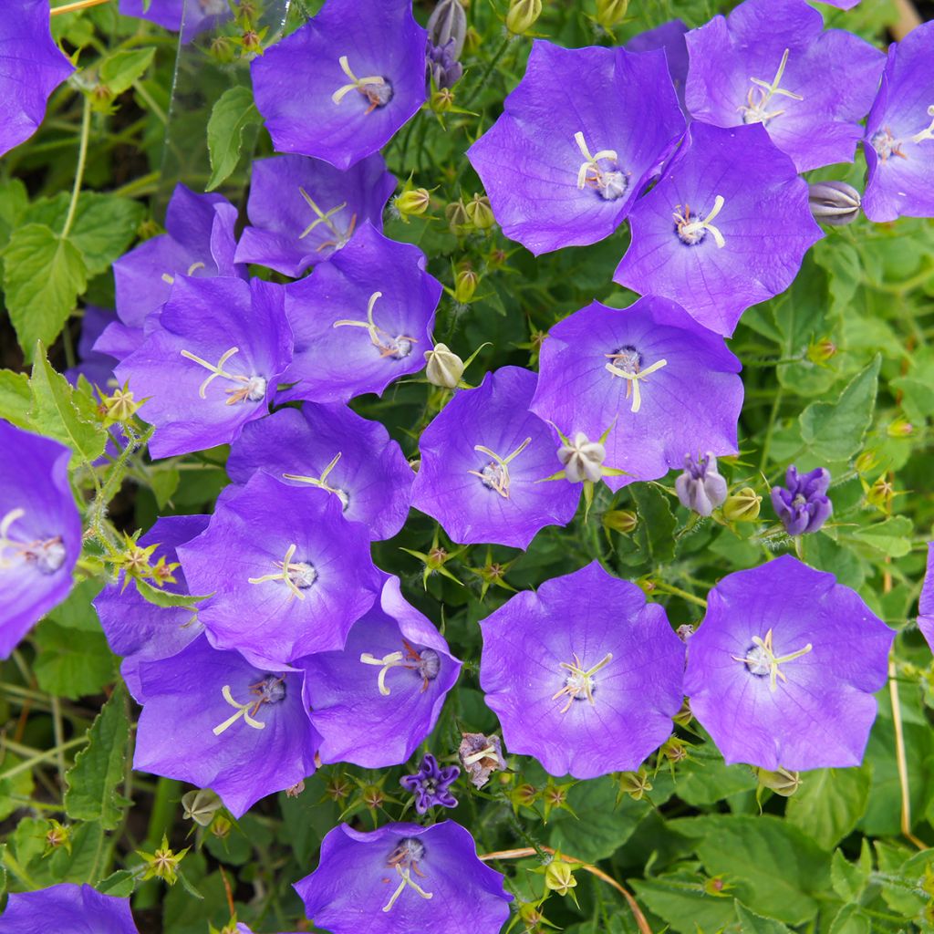 Campanula carpatica Blaue Clips