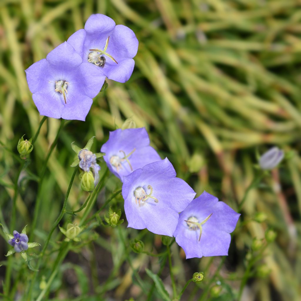 Campanula carpatica Blaue Clips