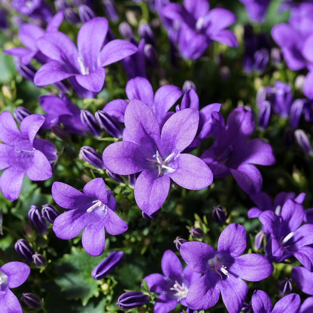 Campanula cochleariifolia Bavaria Blue