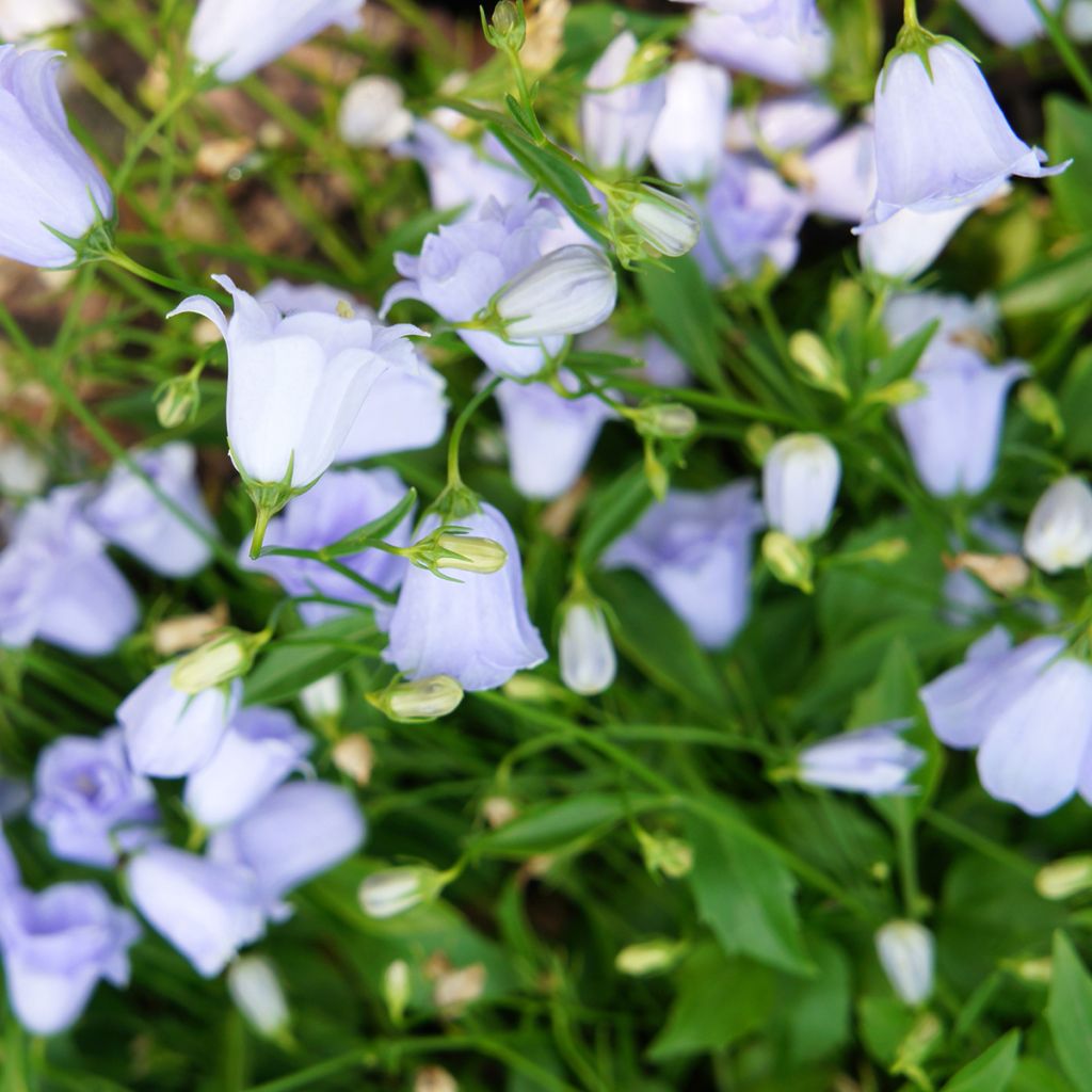 Campanula cochlearifolia Elizabeth Oliver