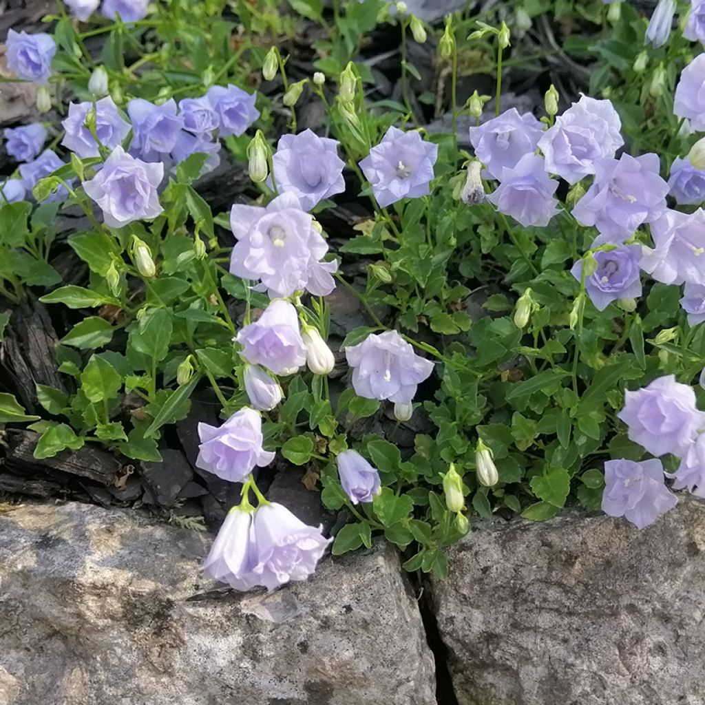 Campanula cochlearifolia Elizabeth Oliver