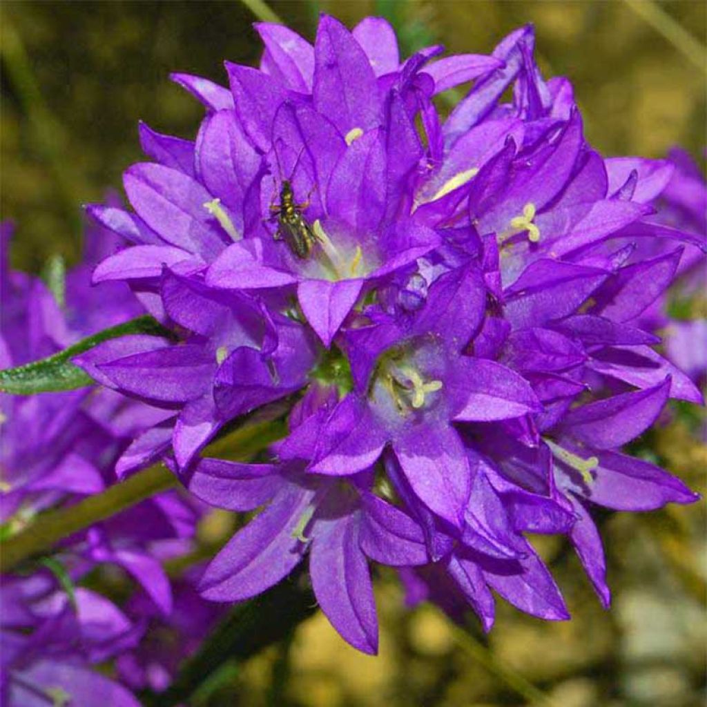 Campanule glomerata Joan Elliot - Campanule à Bouquet 