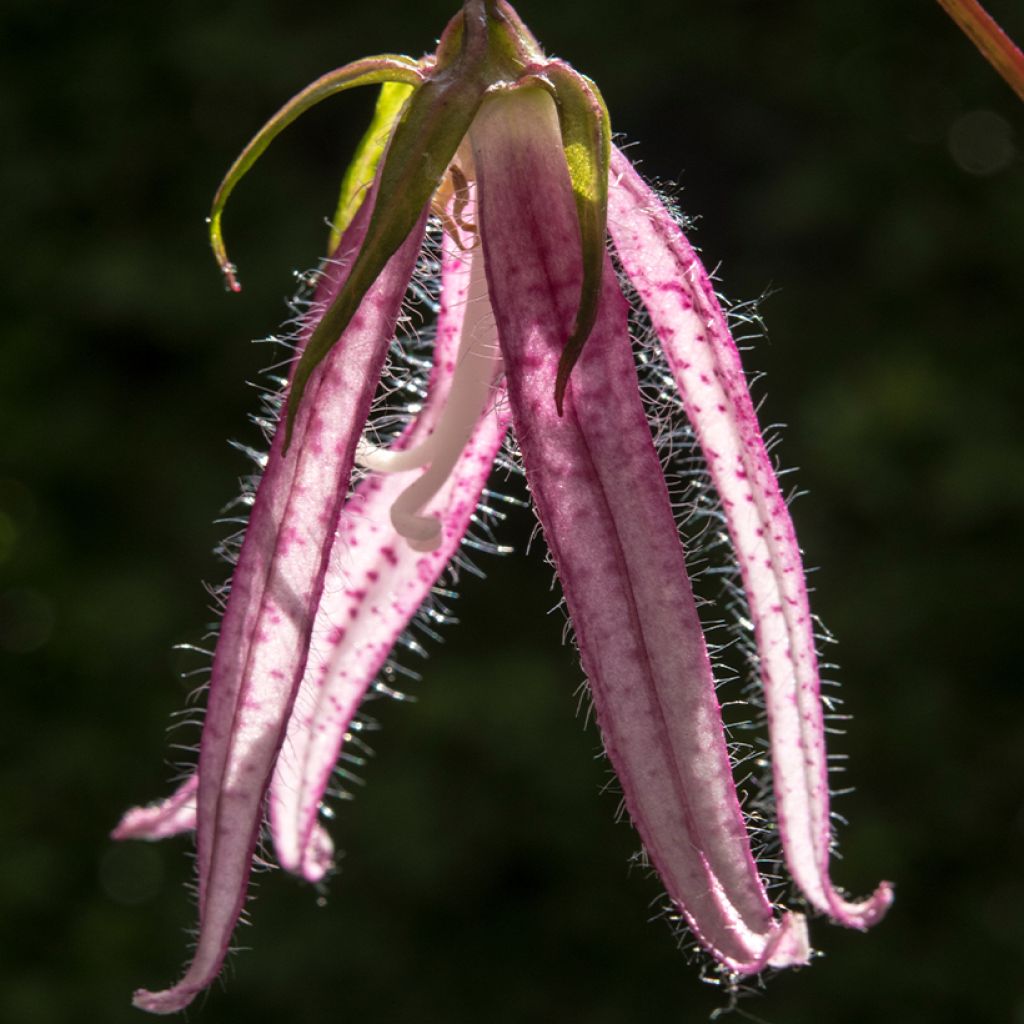 Campanula Pink Octopus