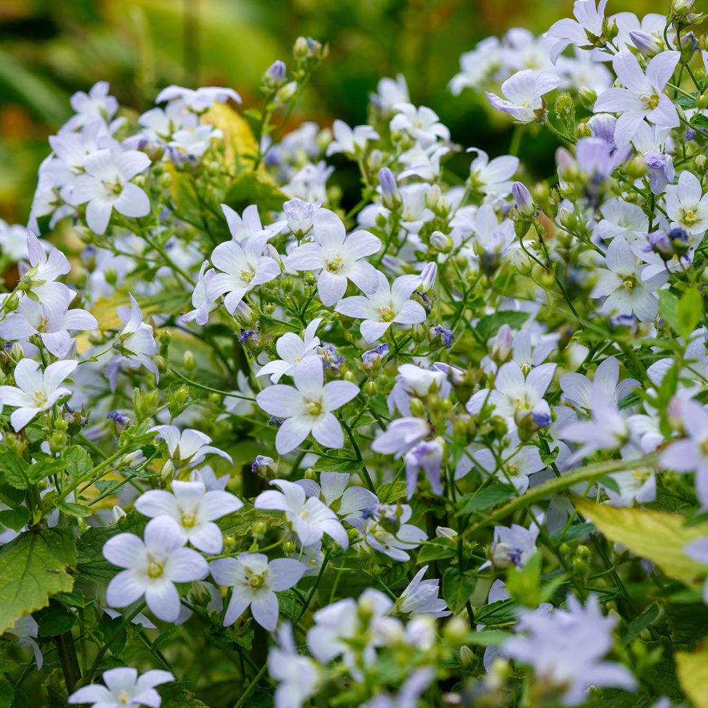 Campanula lactiflora