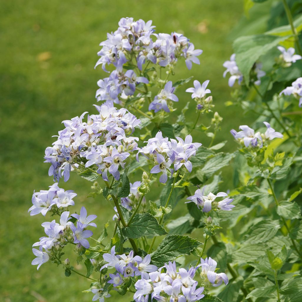 Campanula lactiflora Prichards variety