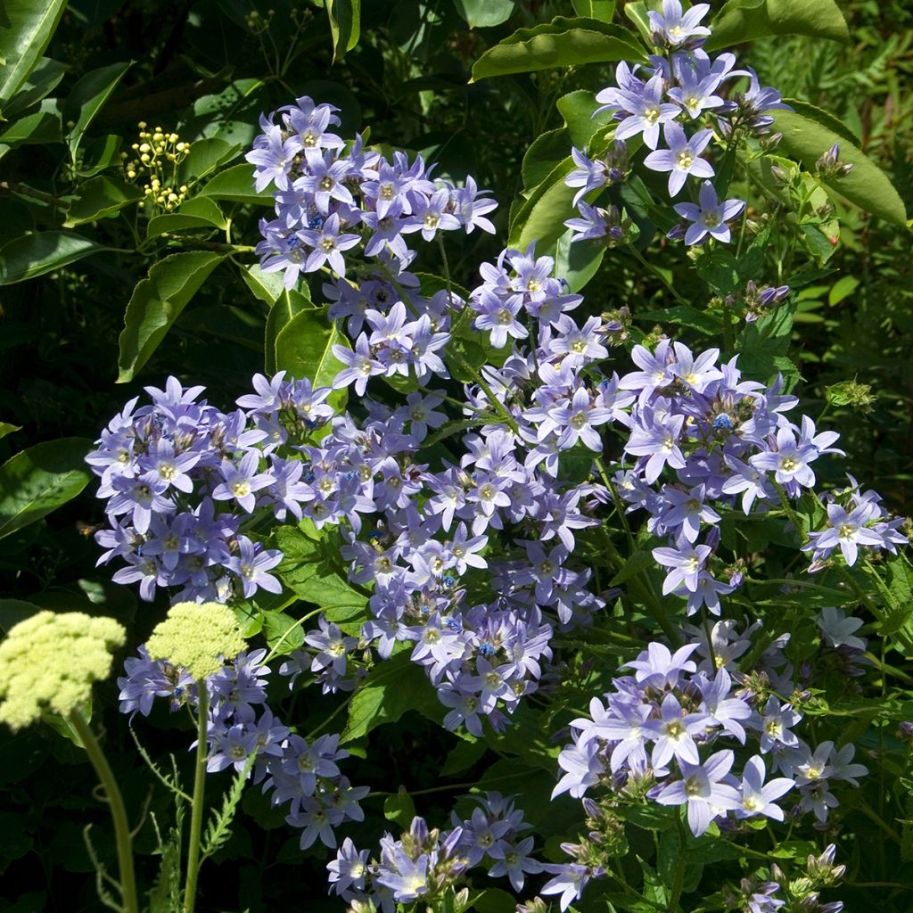 Campanula lactiflora Prichards variety