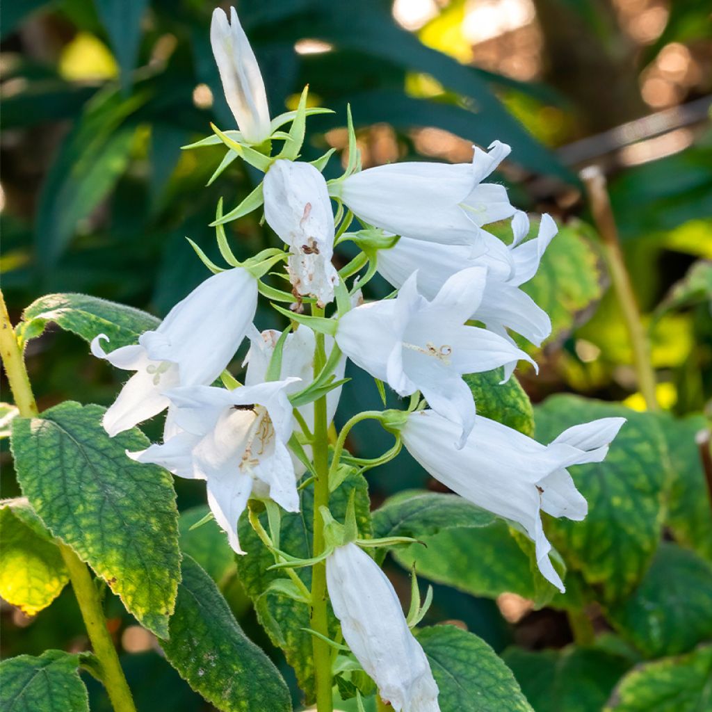 Campanula latifolia var. macrantha alba