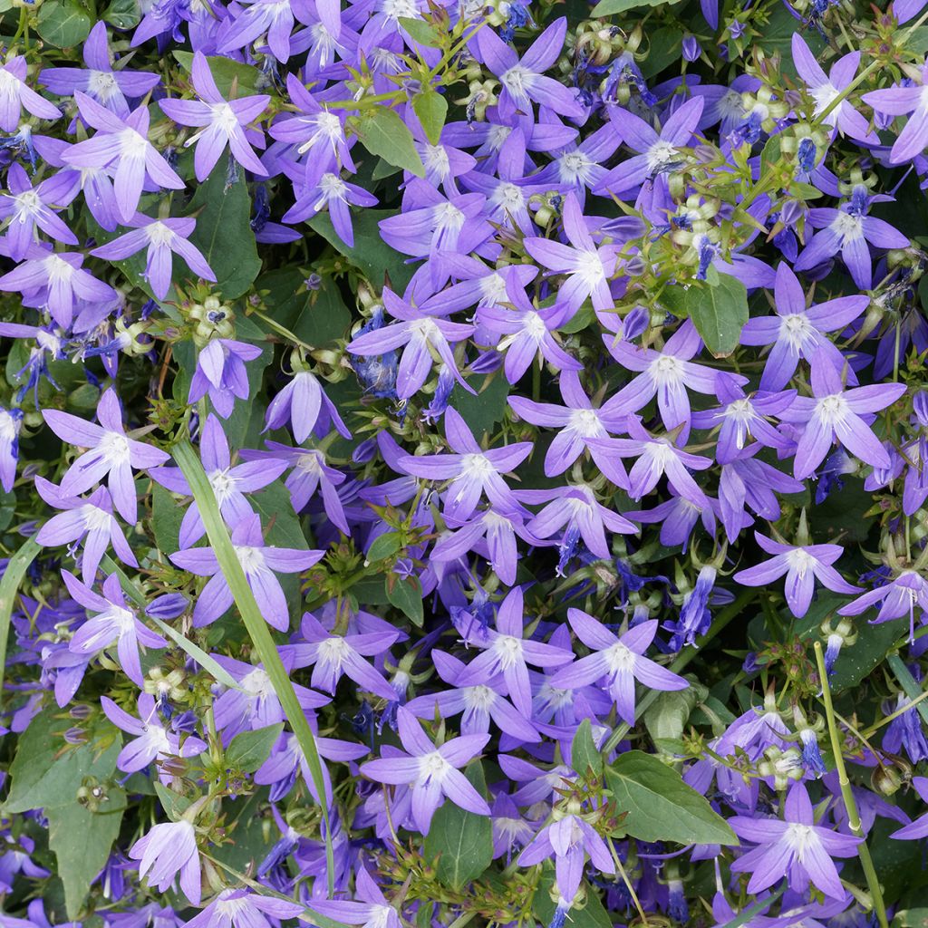 Campanula poscharskyana