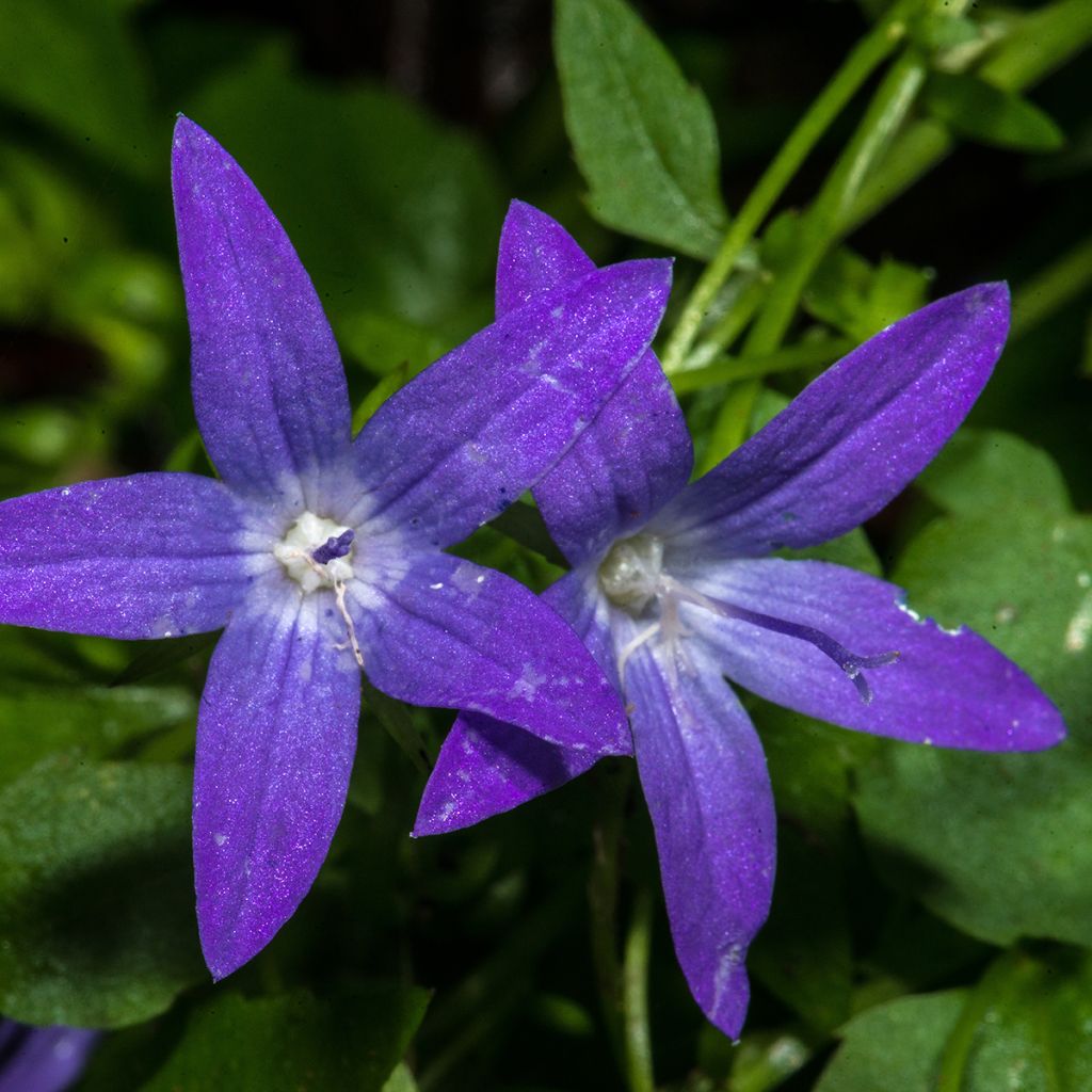 Campanula poscharskyana