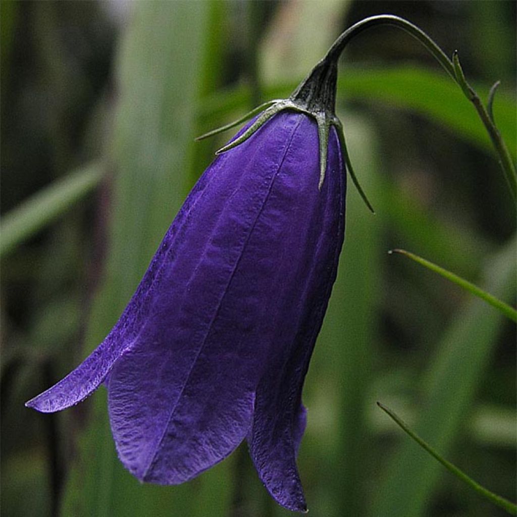 Campanula pulla