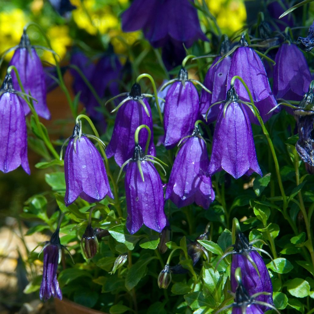 Campanula pulla