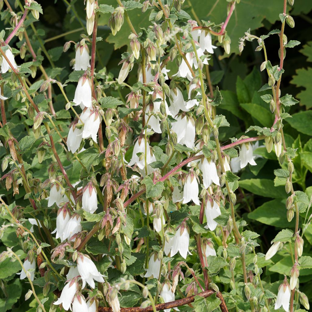 Campanula takesimana Alba