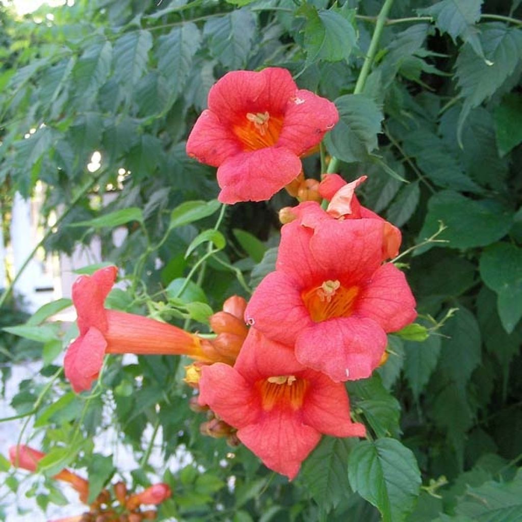 Bignone de Virginie Radicans, Campsis radicans