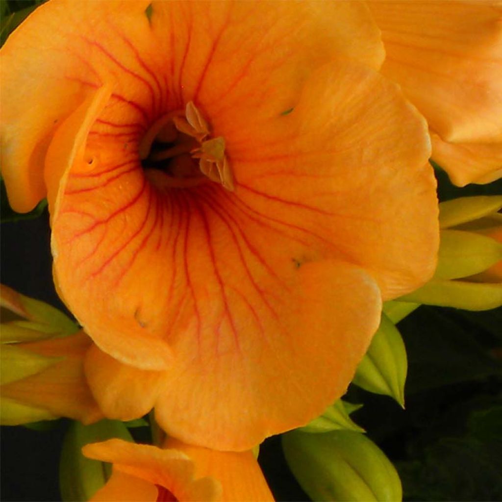 Bignone - Campsis radicans Summer Jazz Gold