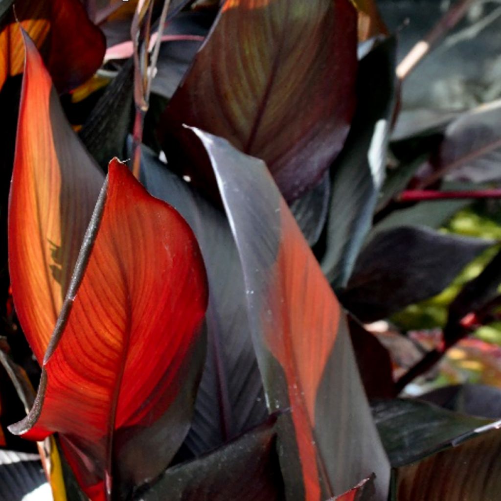 Canna glauca Australis - Water Canna