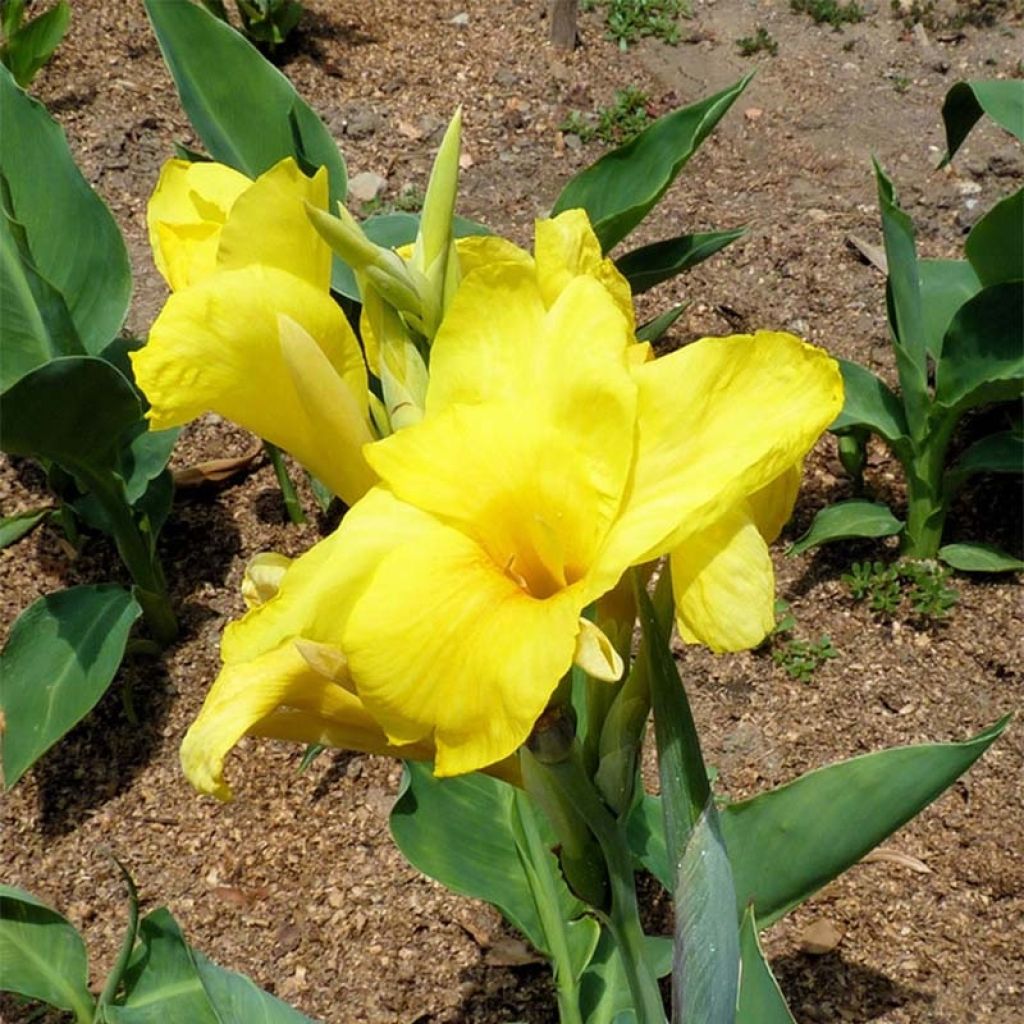 Canna Felix Ragout - Balisier jaune et blanc