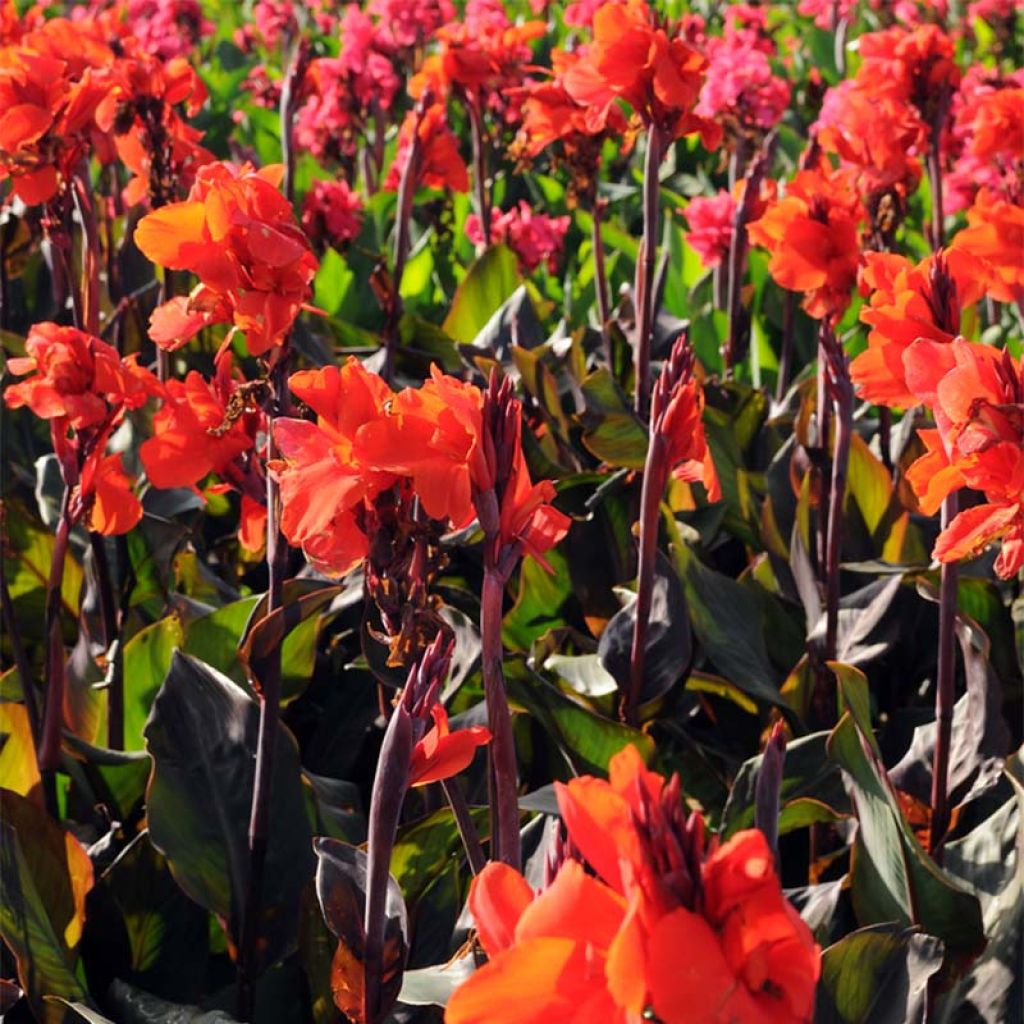 Canna Red King Humbert - Balisier rouge vif.