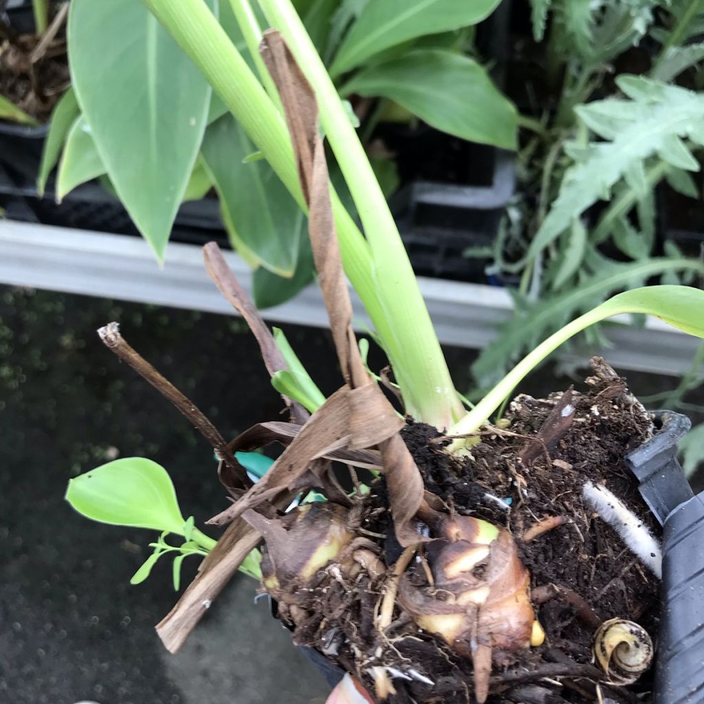 Canna edulis - Canna comestible, Balisier rouge