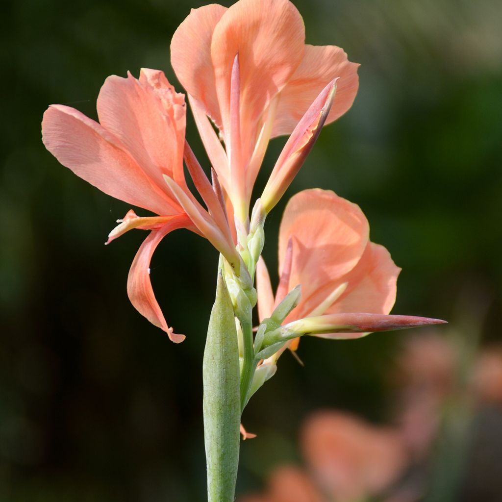 Canna Erebus - Indian shot