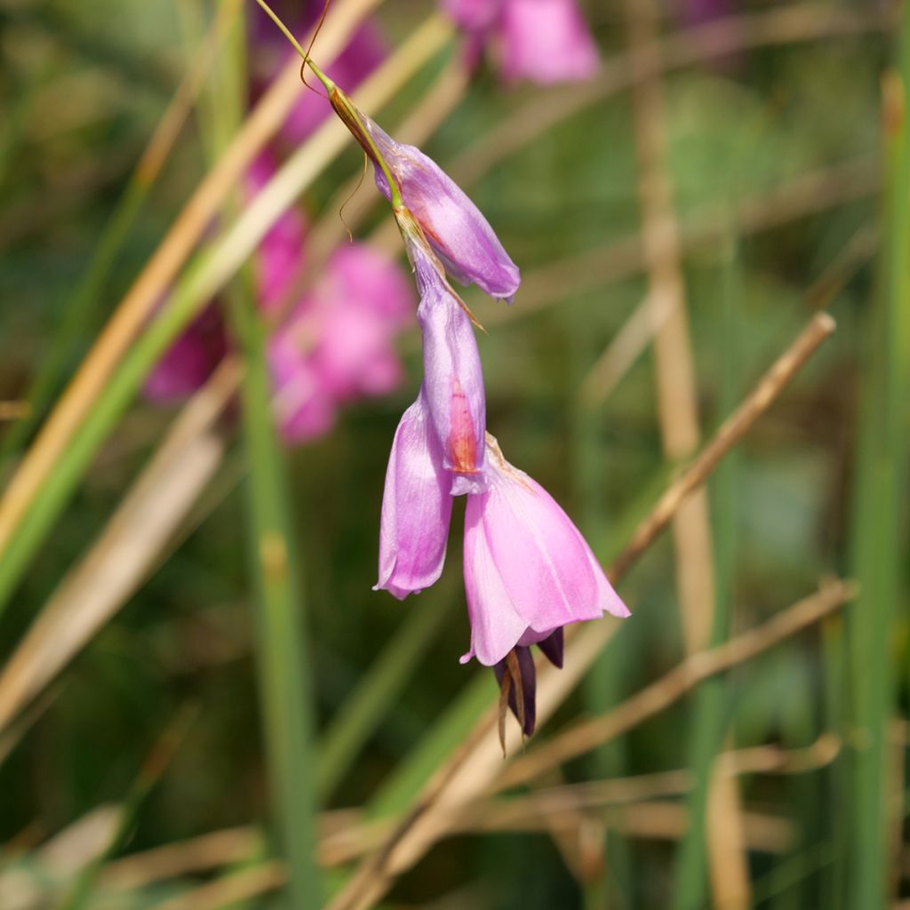 Dierama pulcherrimum