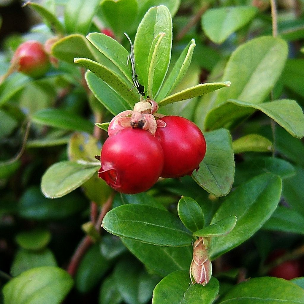 Canneberge Pilgrim - Vaccinium macrocarpon - Cranberry