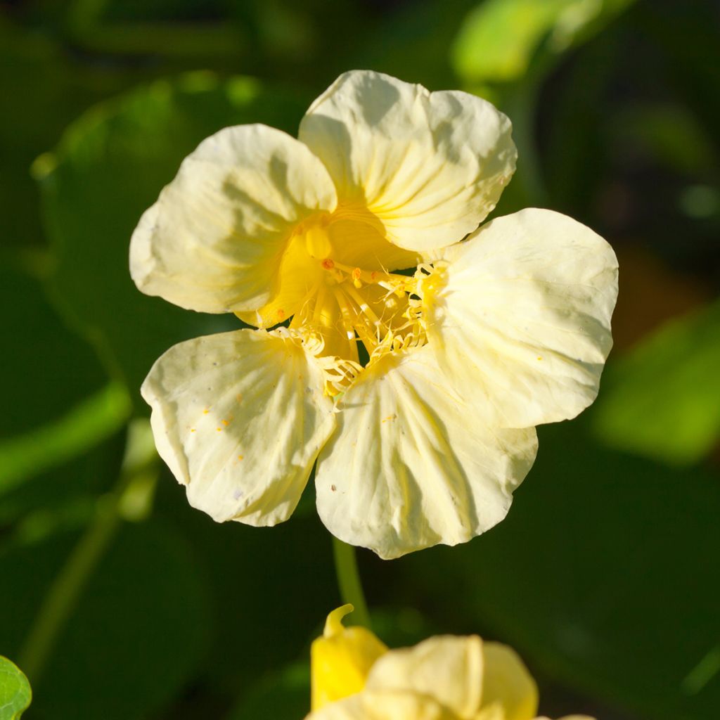 Graines de Capucine grimpante Moonlight - Tropaeolum lobbianum