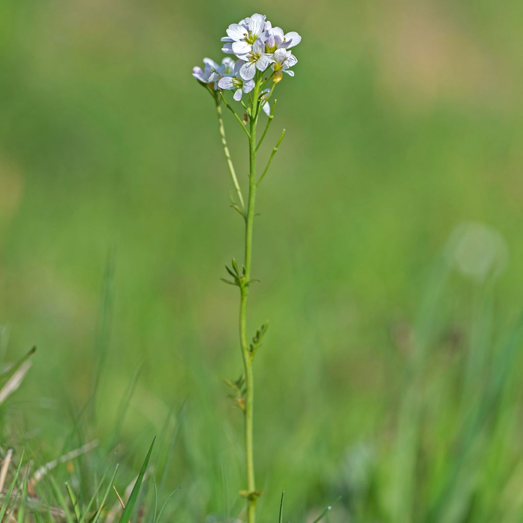 Cardamine pratensis