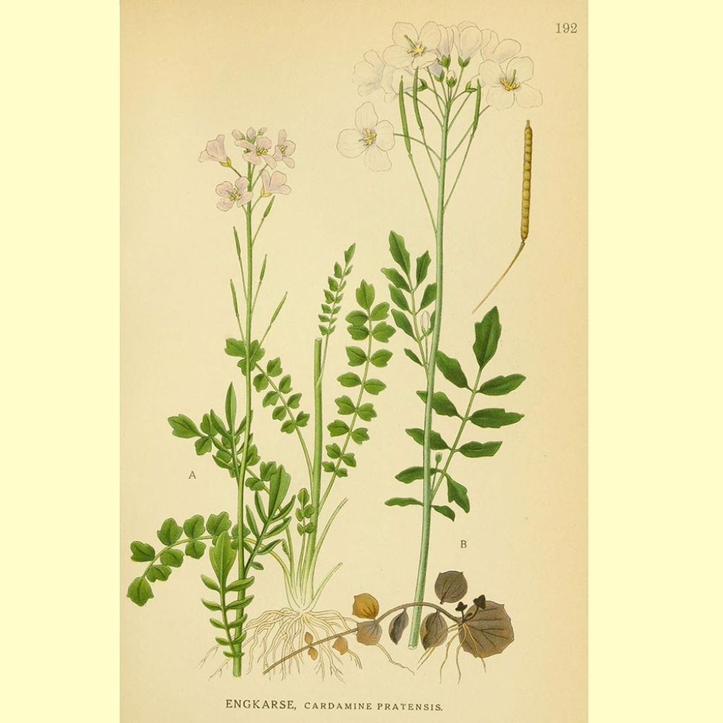 Cardamine des près, Cresson des près - Cardamine pratensis