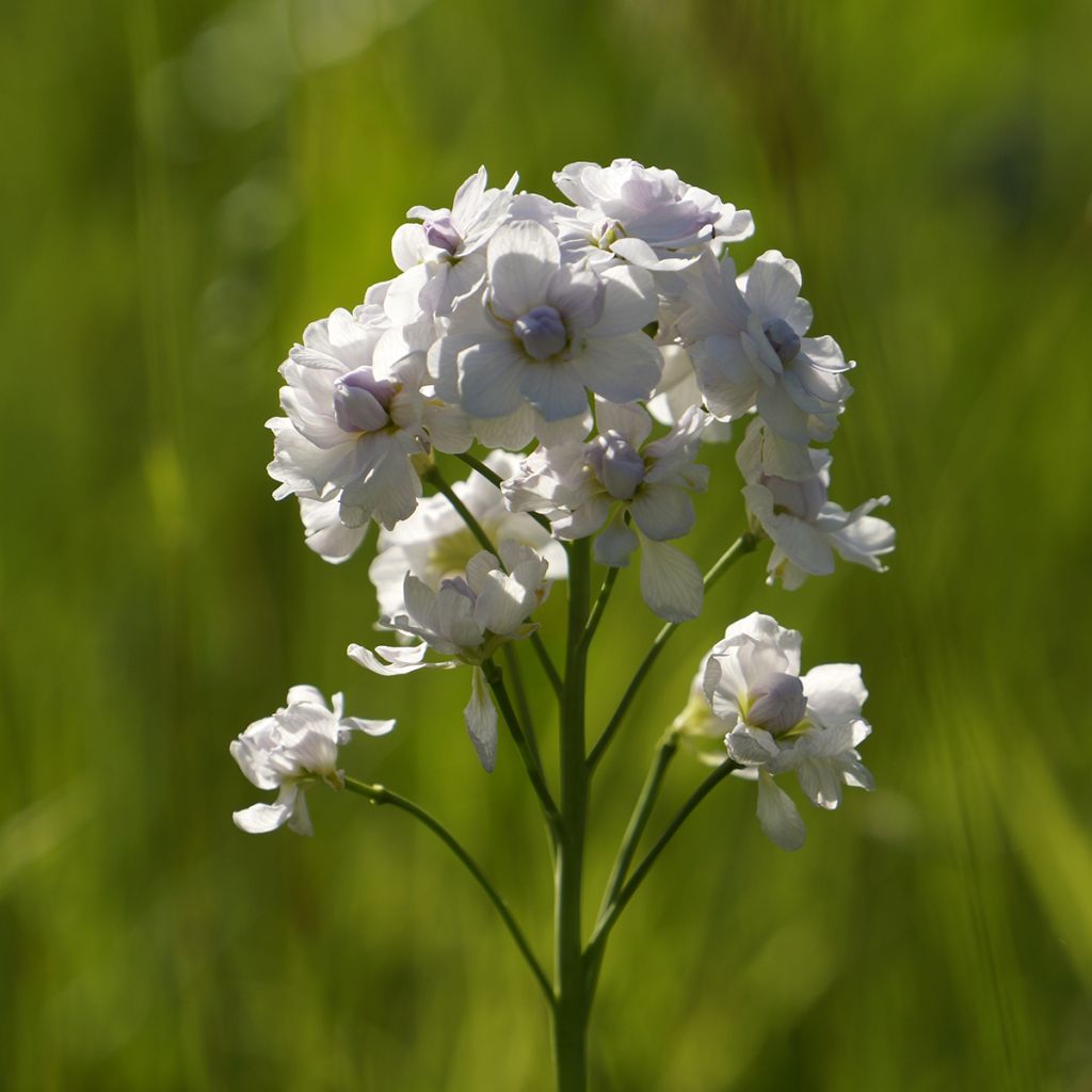 Cardamine pratensis Flore Pleno