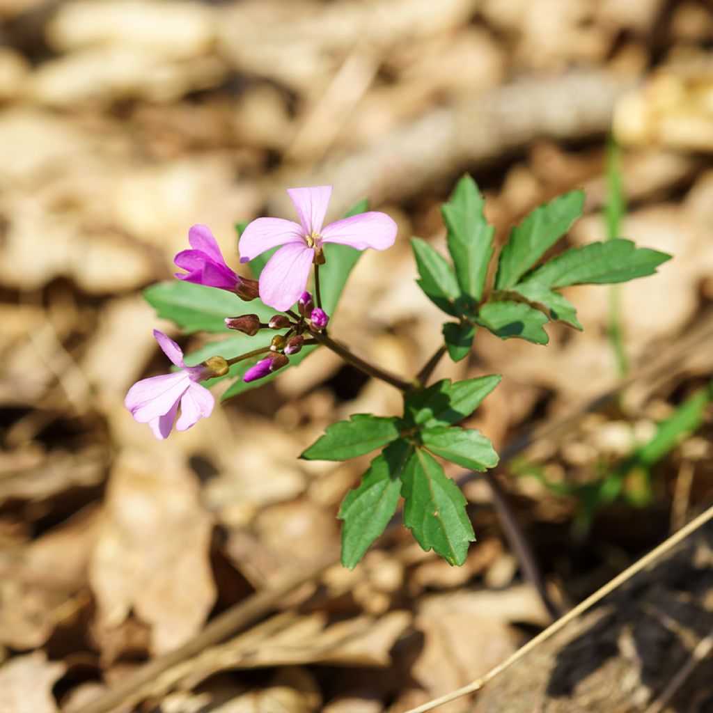 Cardamine quinquefolia