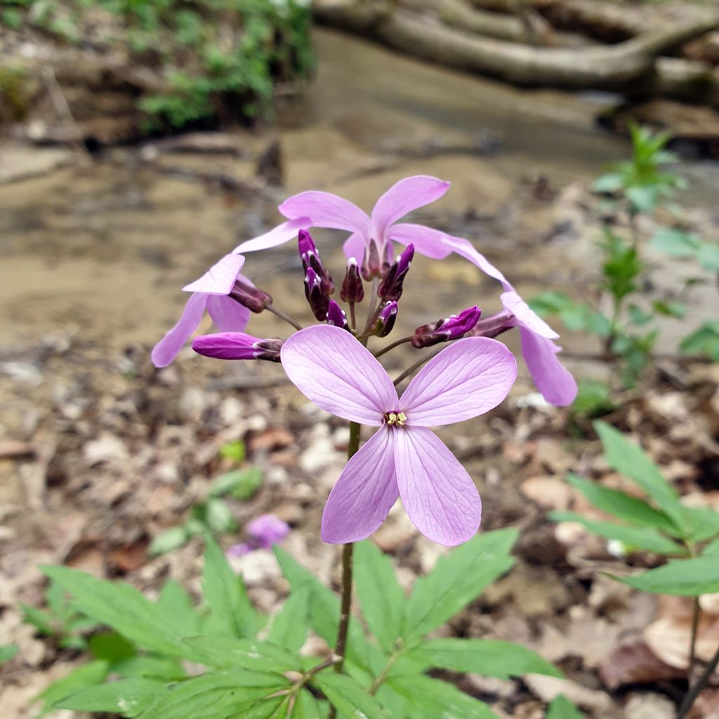 Cardamine quinquefolia