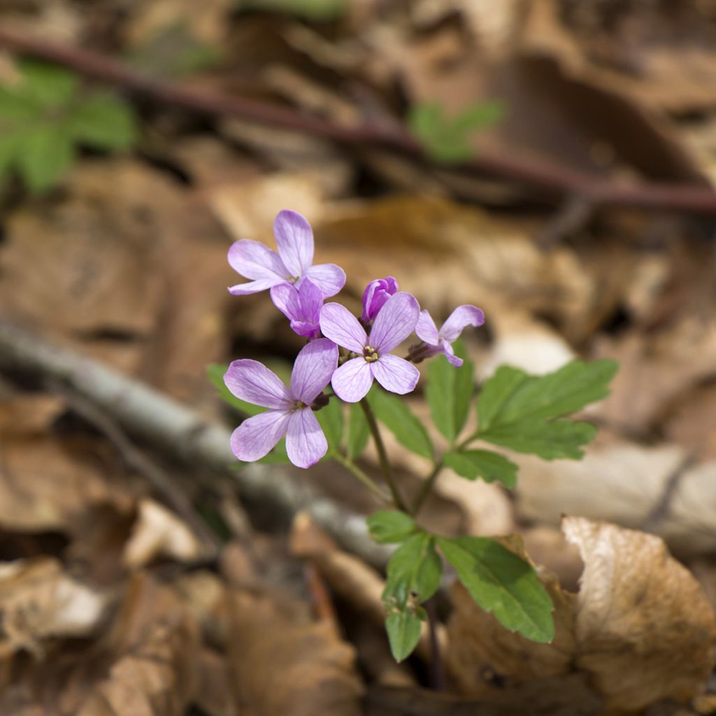 Cardamine quinquefolia