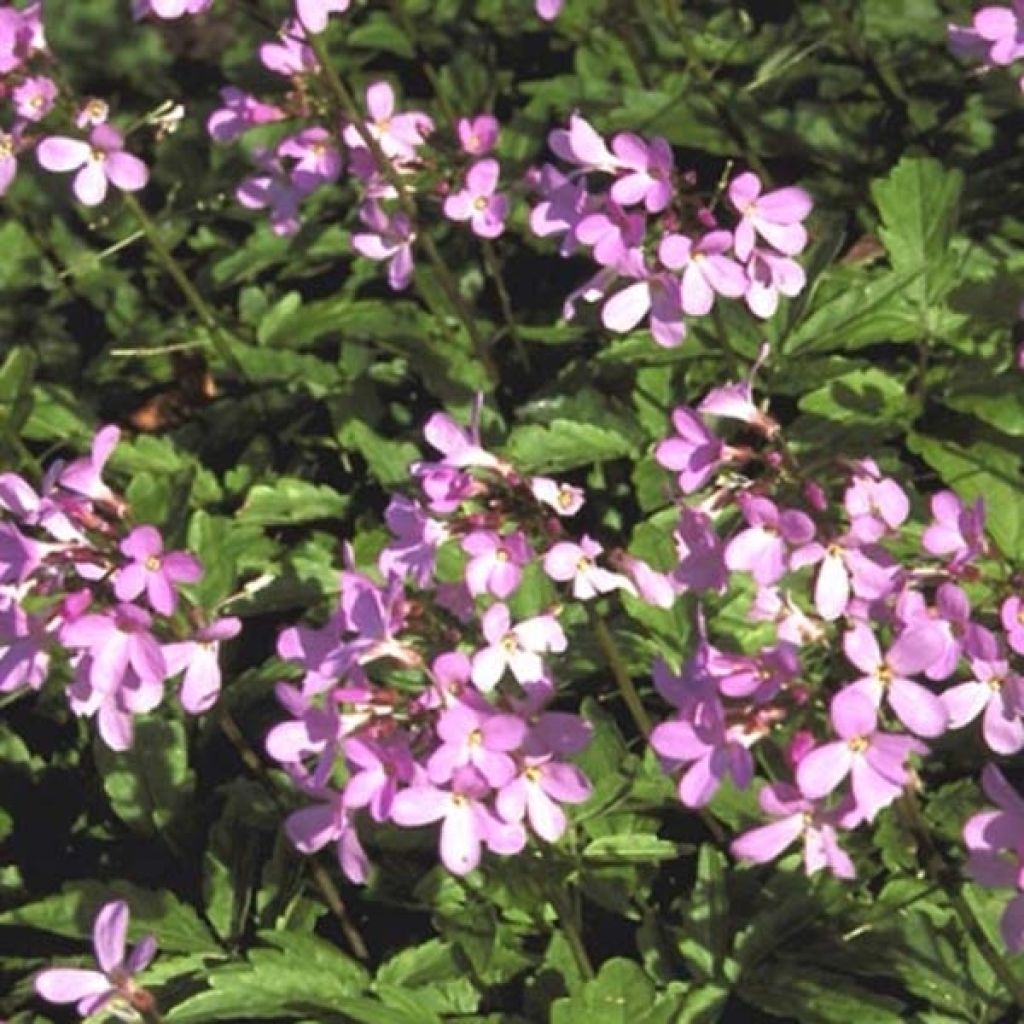 Cardamine quinquefolia - Cresson des près